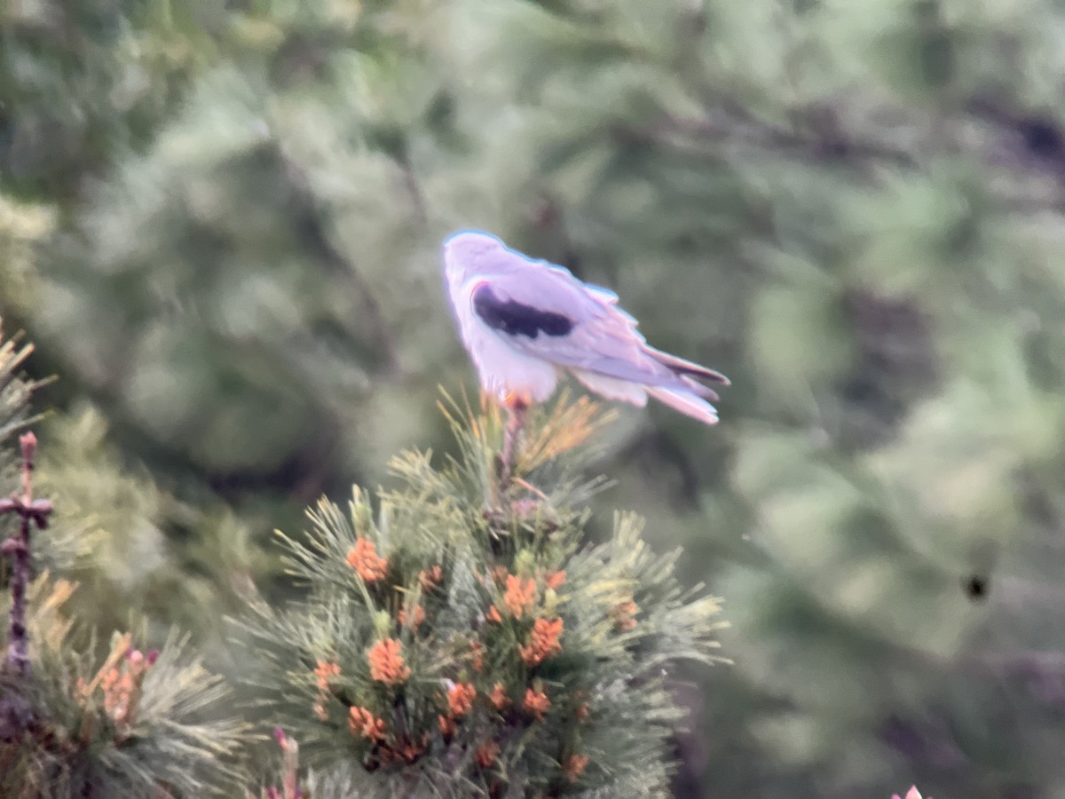 White-tailed Kite - ML615788852