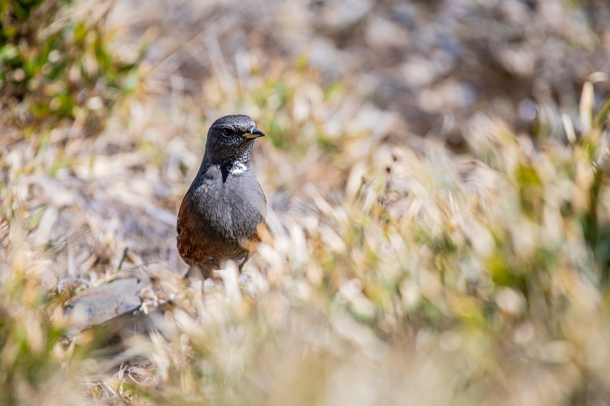 Alpine Accentor - ML615788854