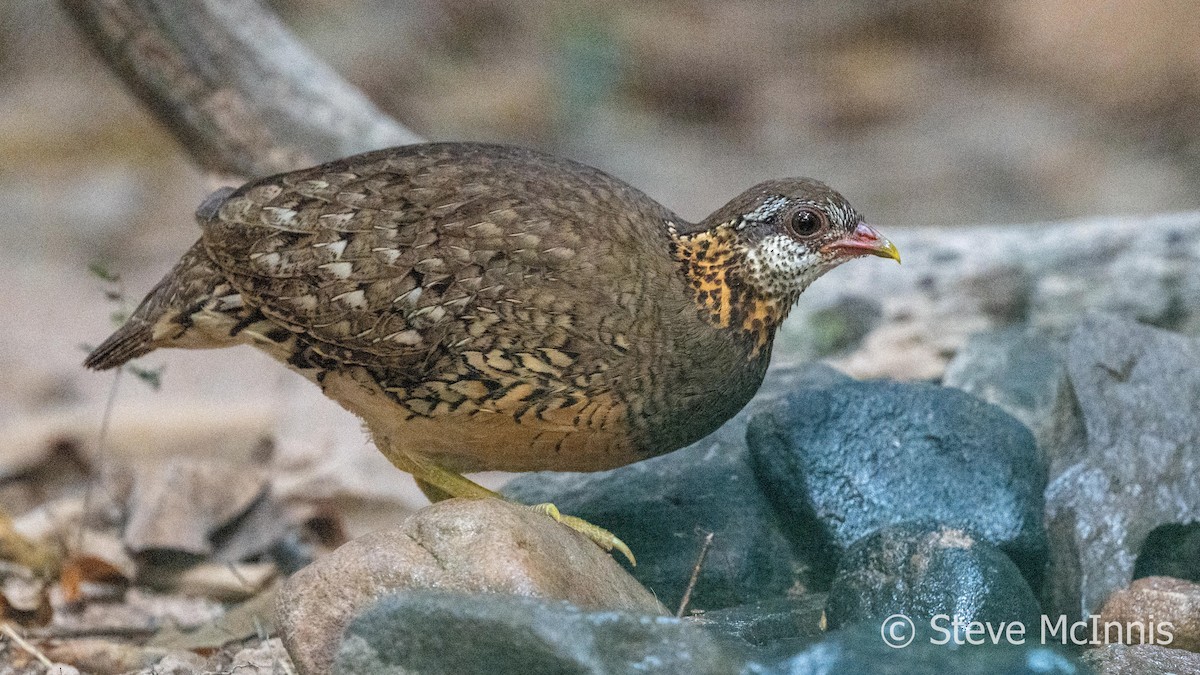 Scaly-breasted Partridge - ML615788892