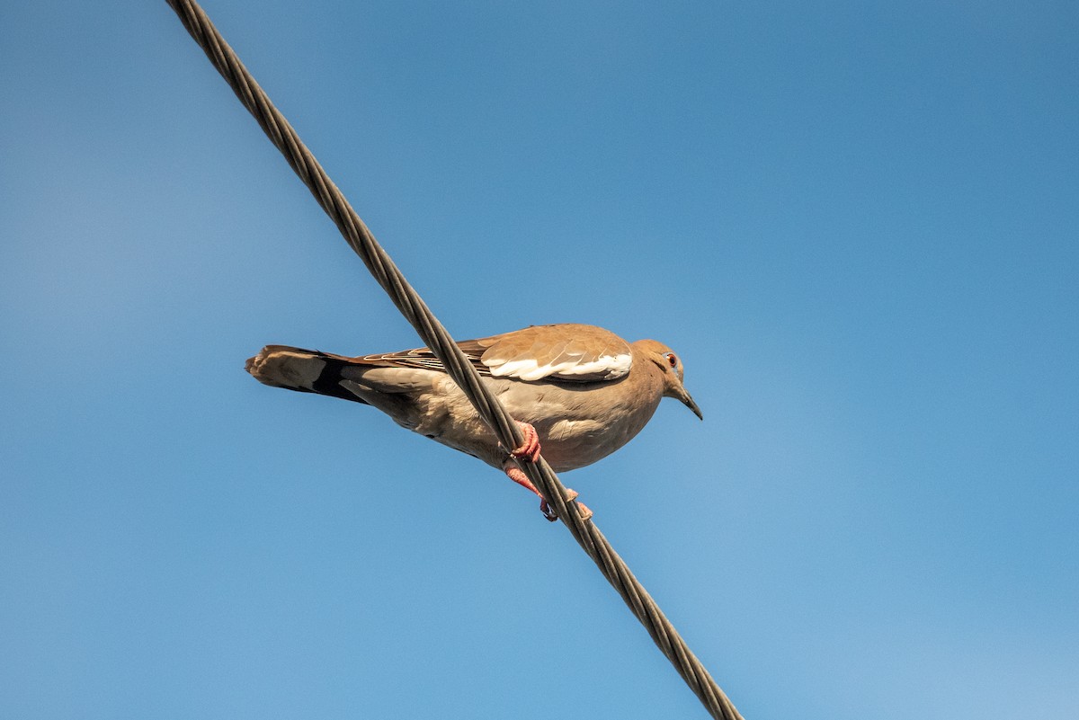 White-winged Dove - ML615788928