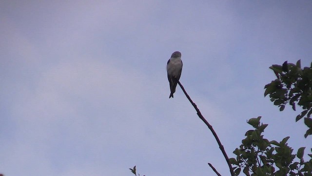 Black-winged Kite - ML615788948