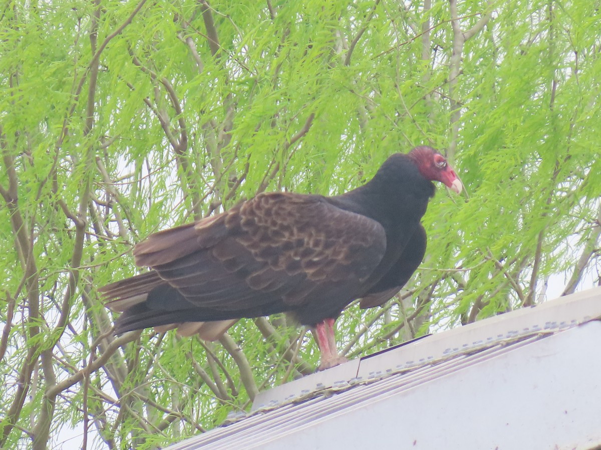 Turkey Vulture - ML615788961