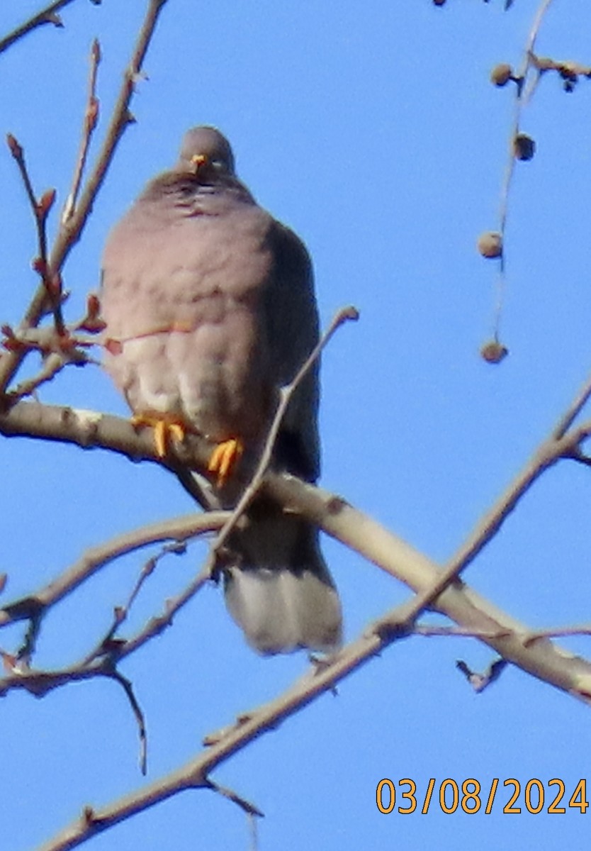 Band-tailed Pigeon - ML615788989