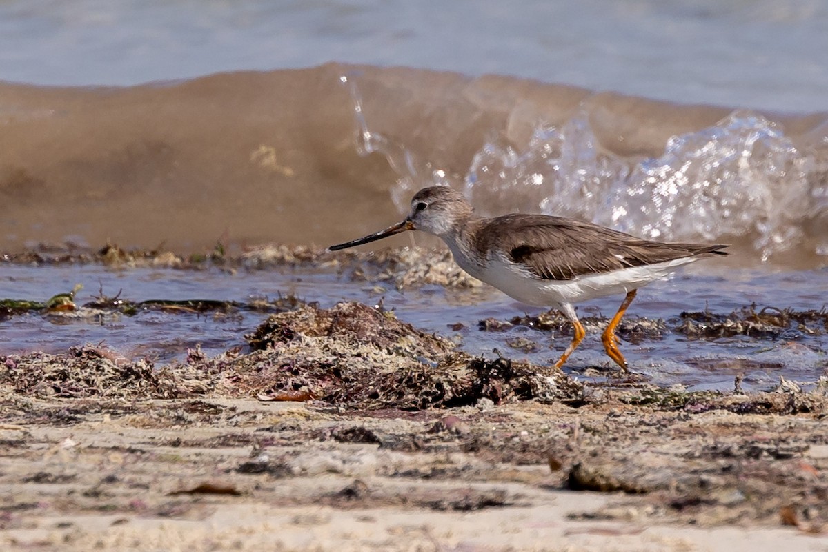 Terek Sandpiper - ML615789021