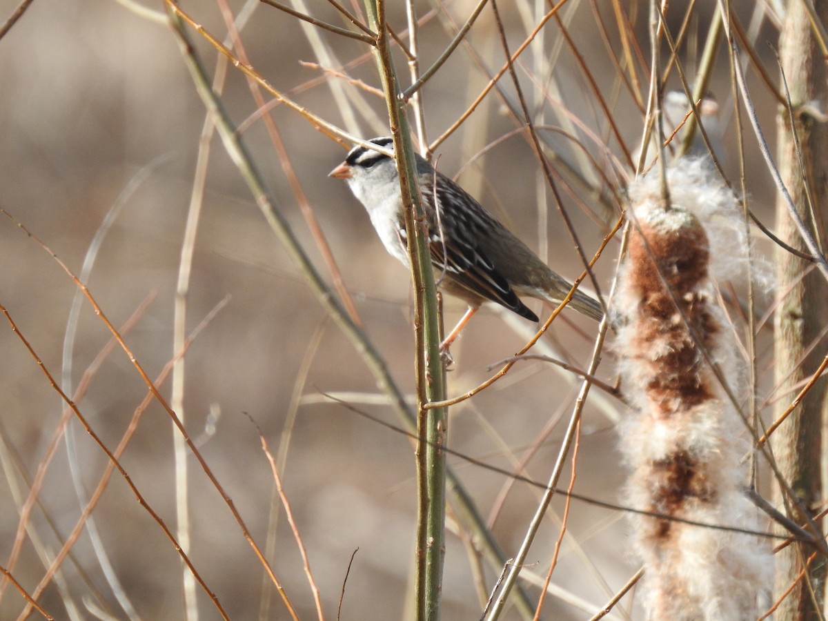 White-crowned Sparrow - ML615789041