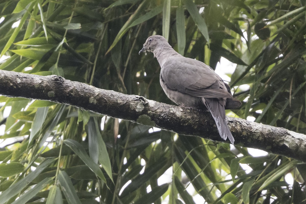 Plumbeous Pigeon - ML615789055