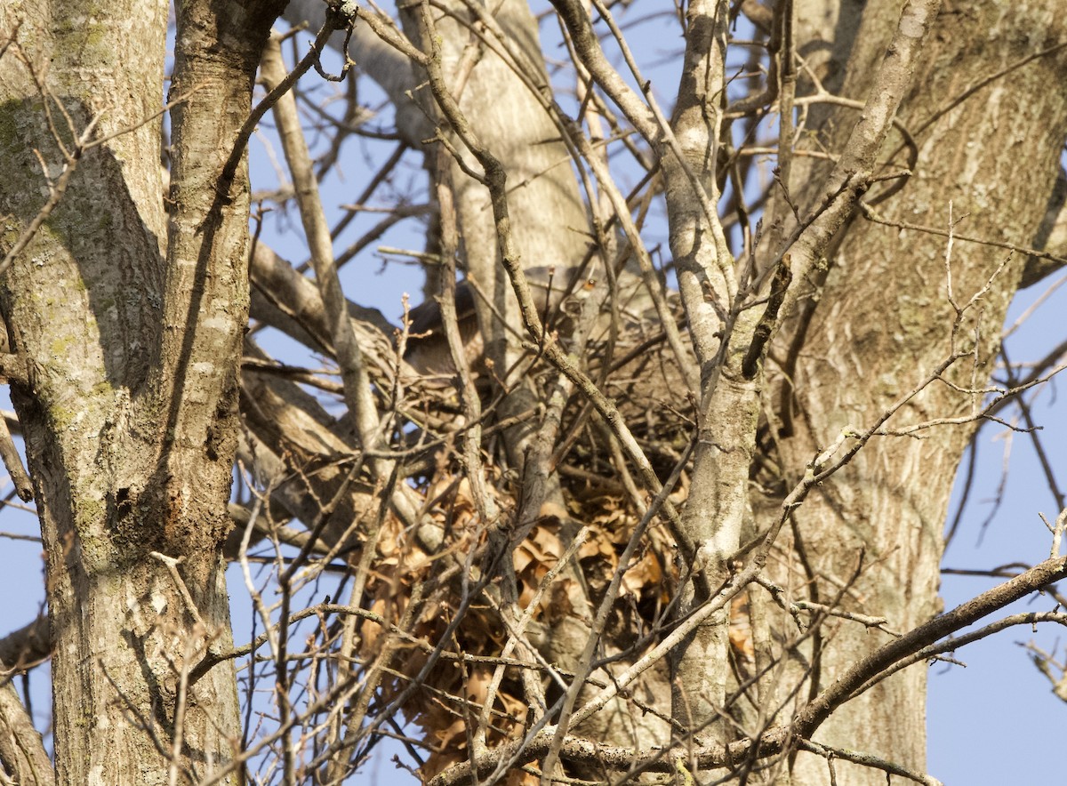 Cooper's Hawk - ML615789086