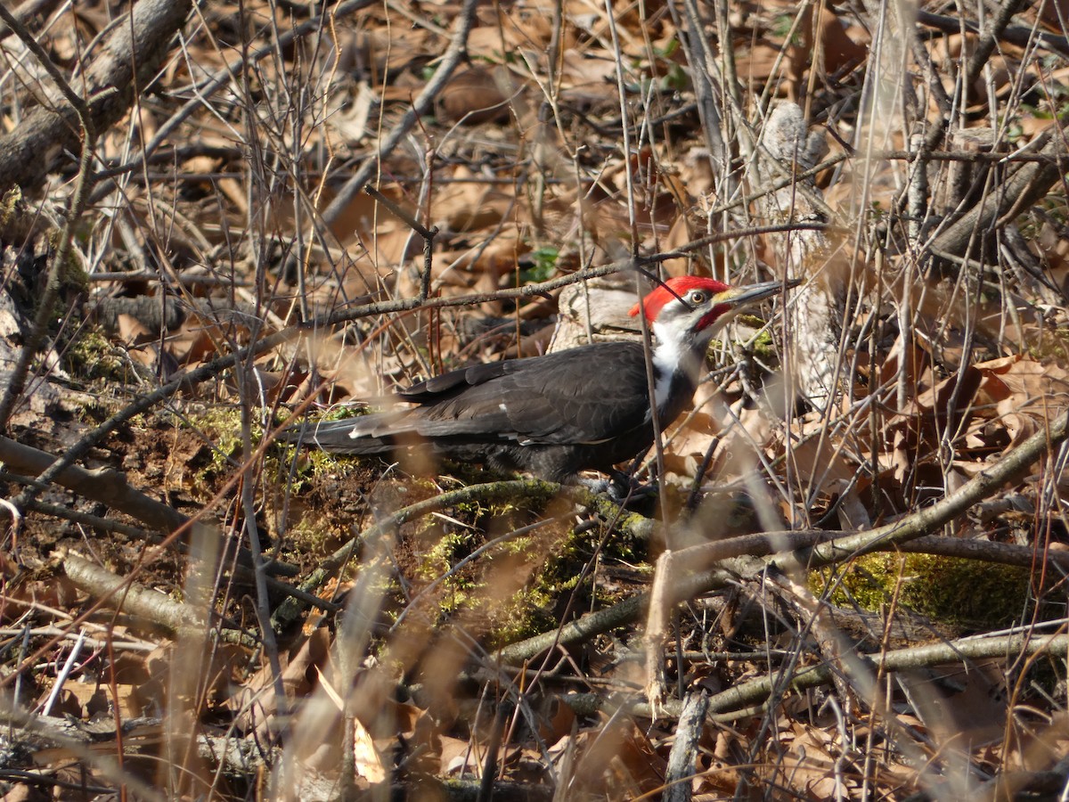 Pileated Woodpecker - ML615789098