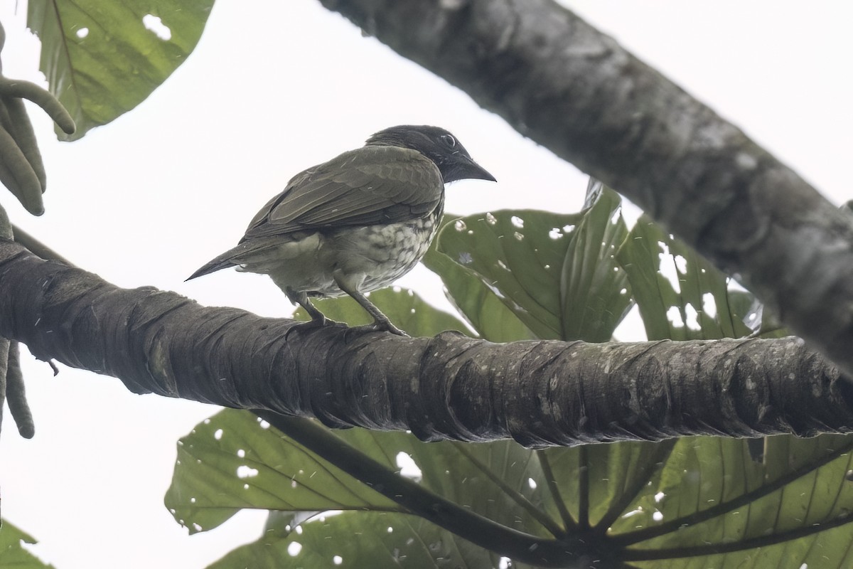 Bare-throated Bellbird - Robert Lockett