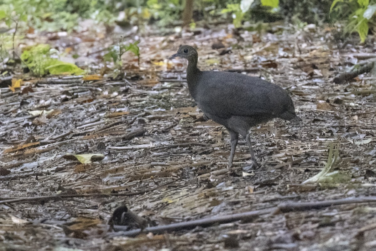 Solitary Tinamou - ML615789152