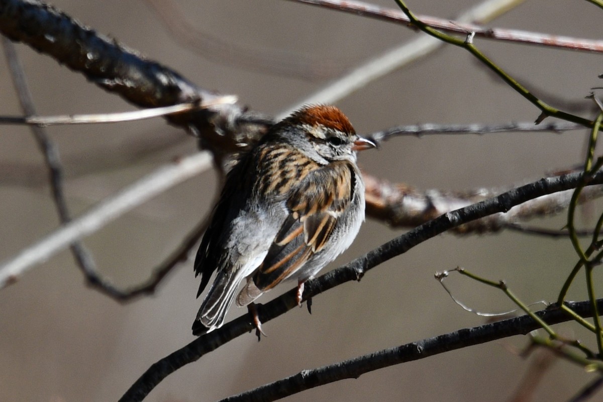 Chipping Sparrow - Steve Ruscito