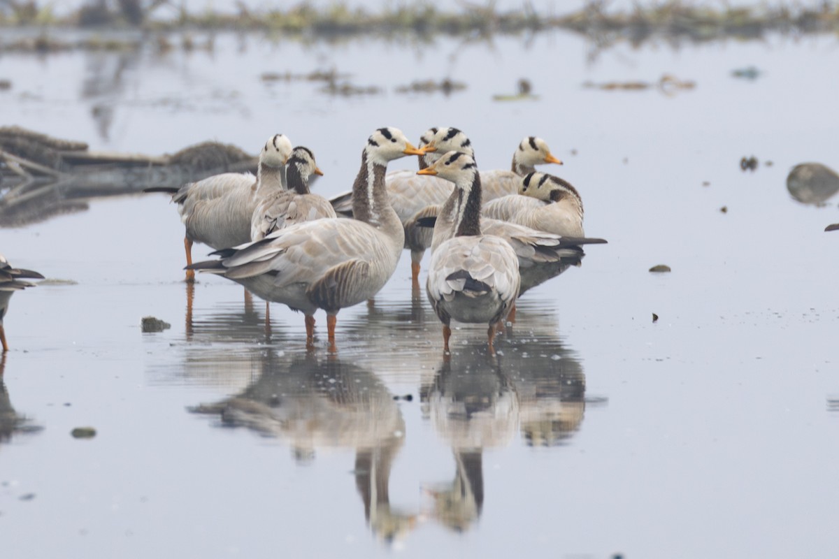 Bar-headed Goose - ML615789173