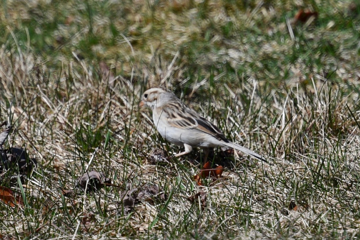 Clay-colored Sparrow - ML615789174