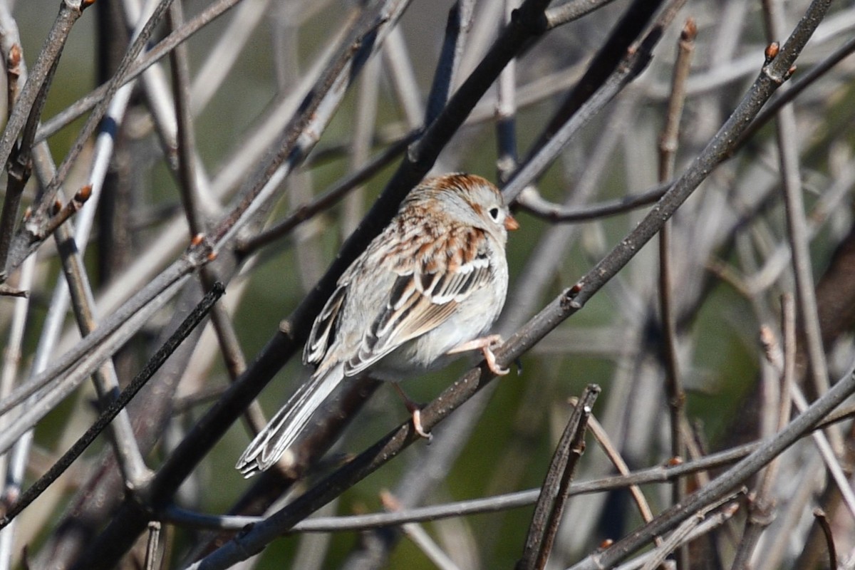 Field Sparrow - ML615789180