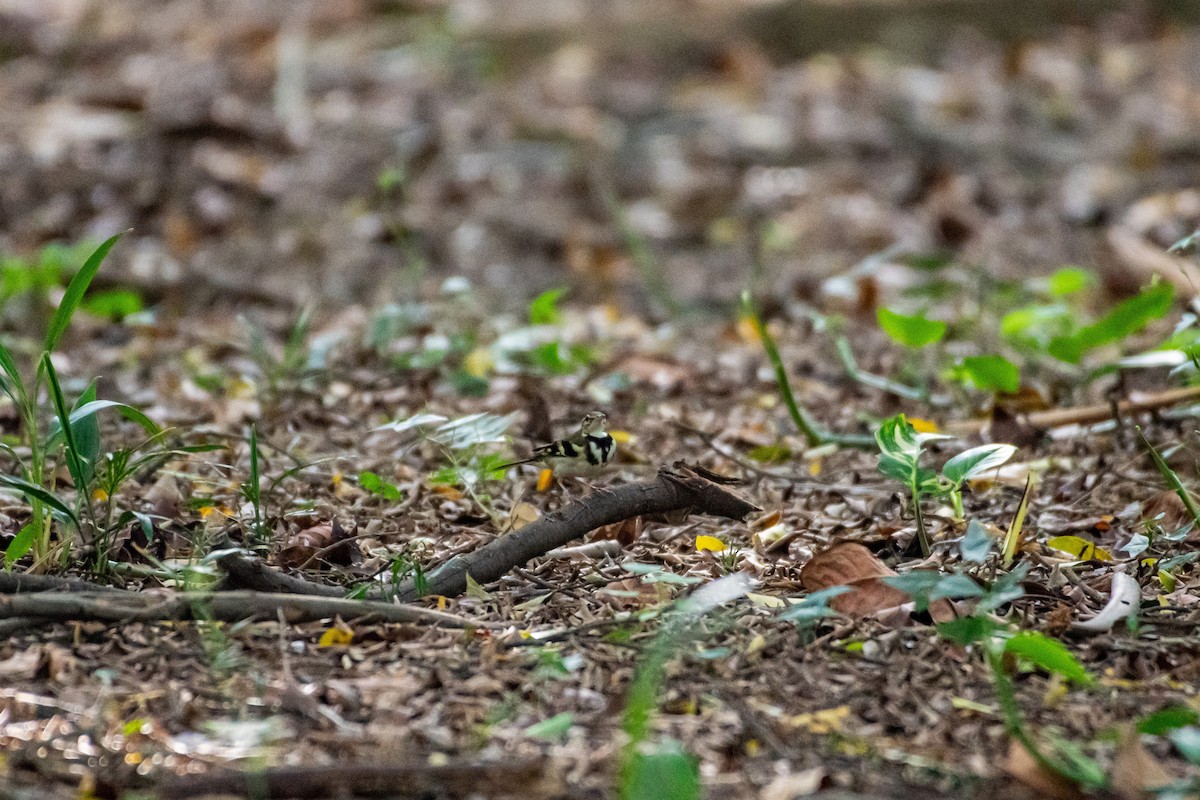 Forest Wagtail - Isolith Huang