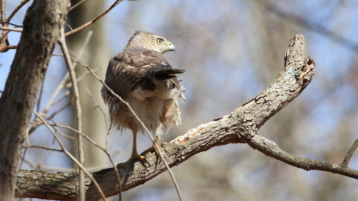 Cooper's Hawk - ML615789215