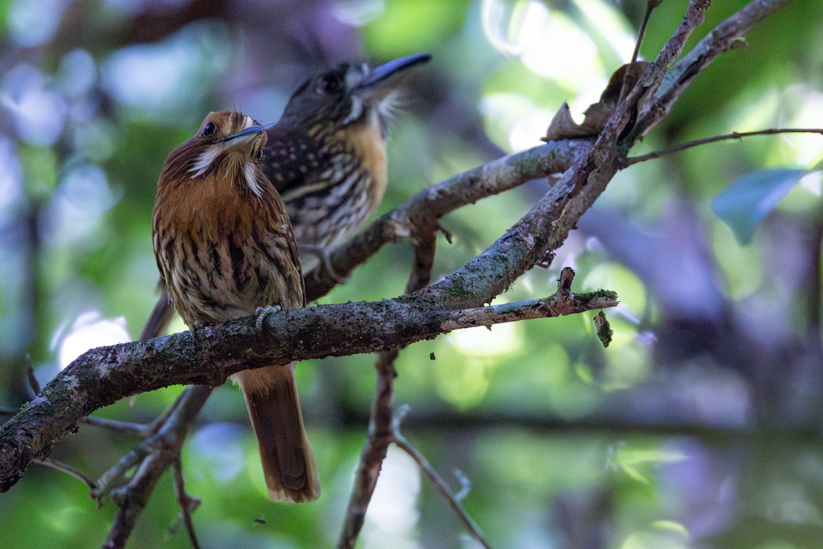 White-whiskered Puffbird - ML615789225