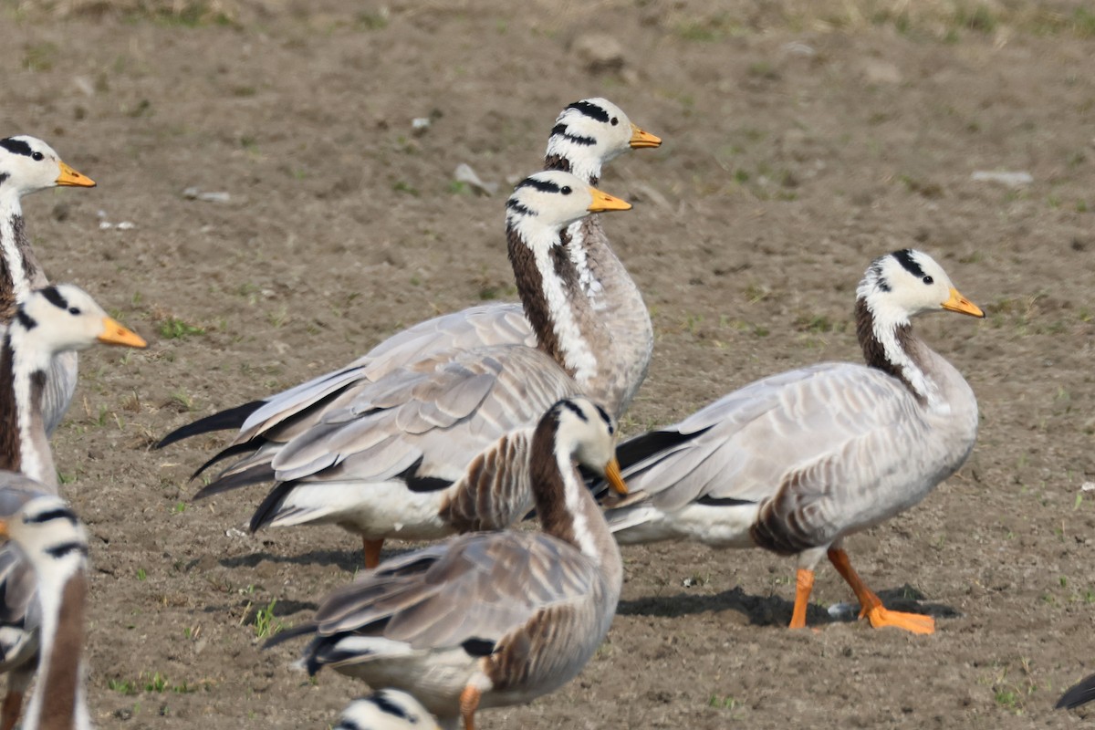 Bar-headed Goose - ML615789242