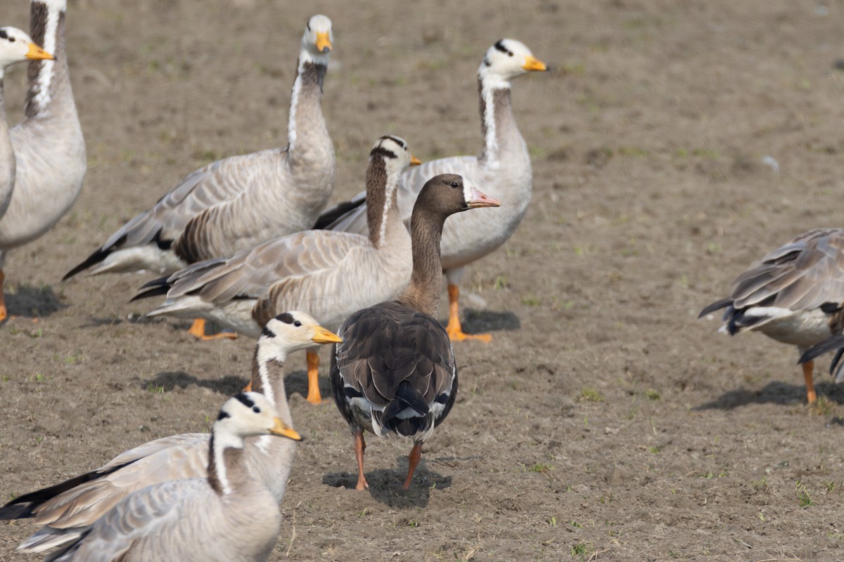 Greater White-fronted Goose - ML615789246