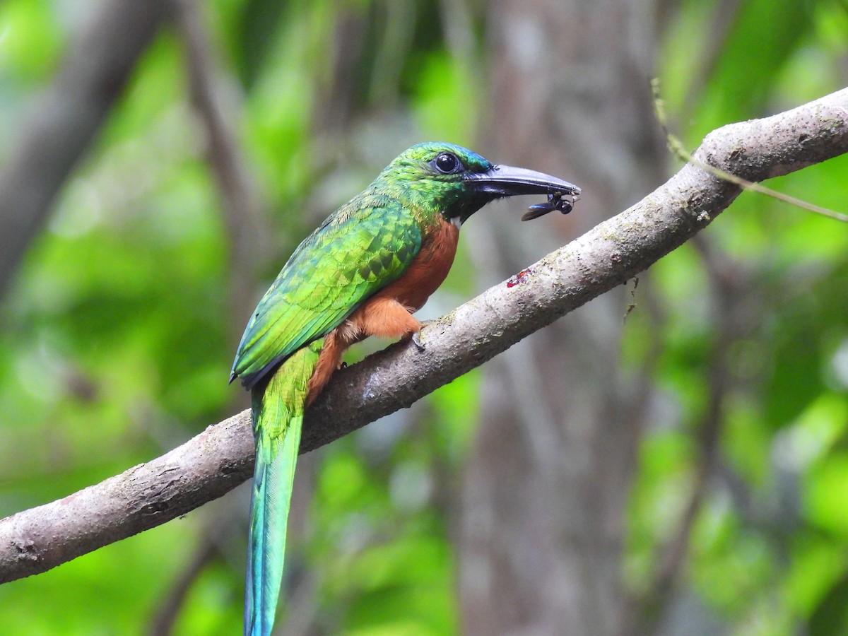 Great Jacamar - ML615789262