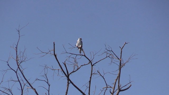 Black-winged Kite - ML615789309