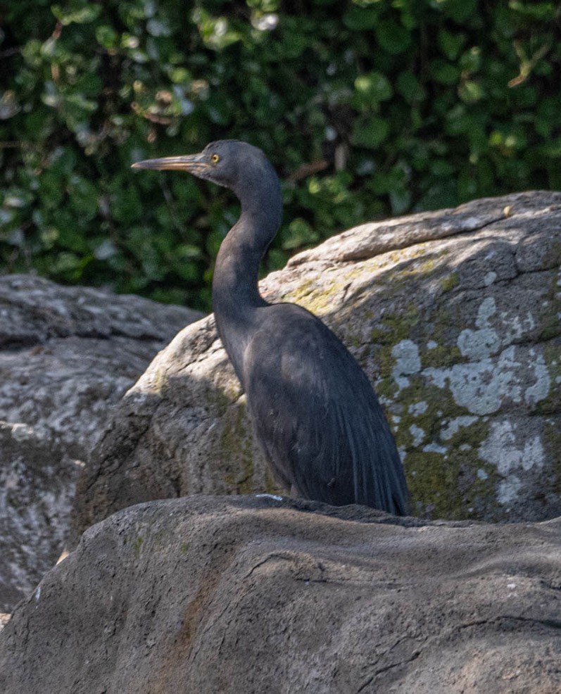 Pacific Reef-Heron - ML615789315