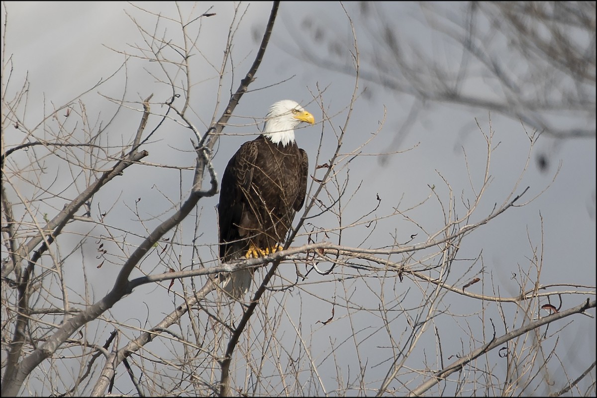 Bald Eagle - ML615789359