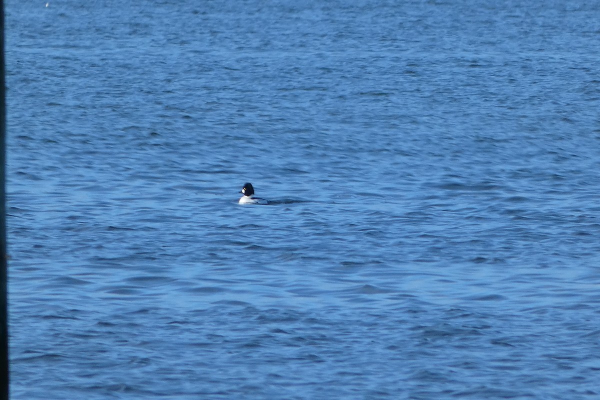 Common Goldeneye - ML615789392