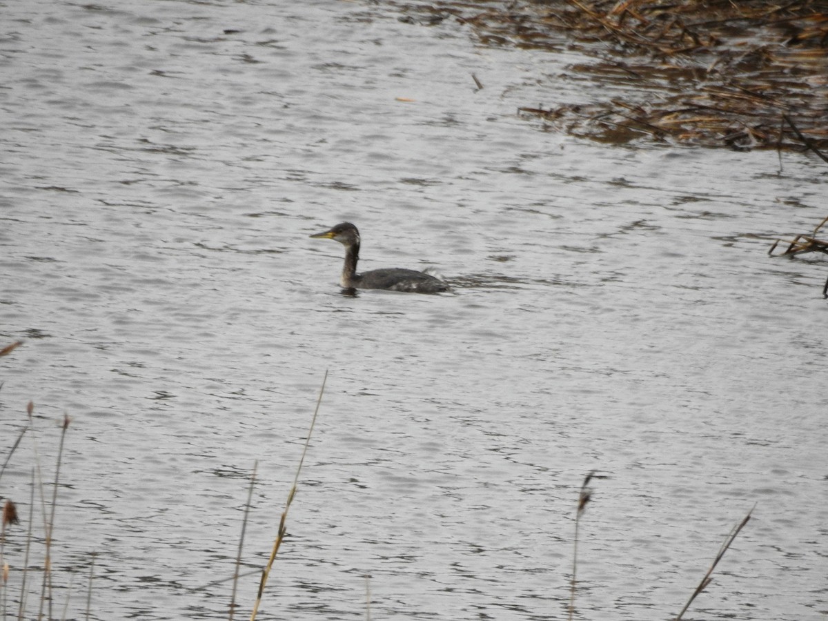 Red-necked Grebe - ML615789403