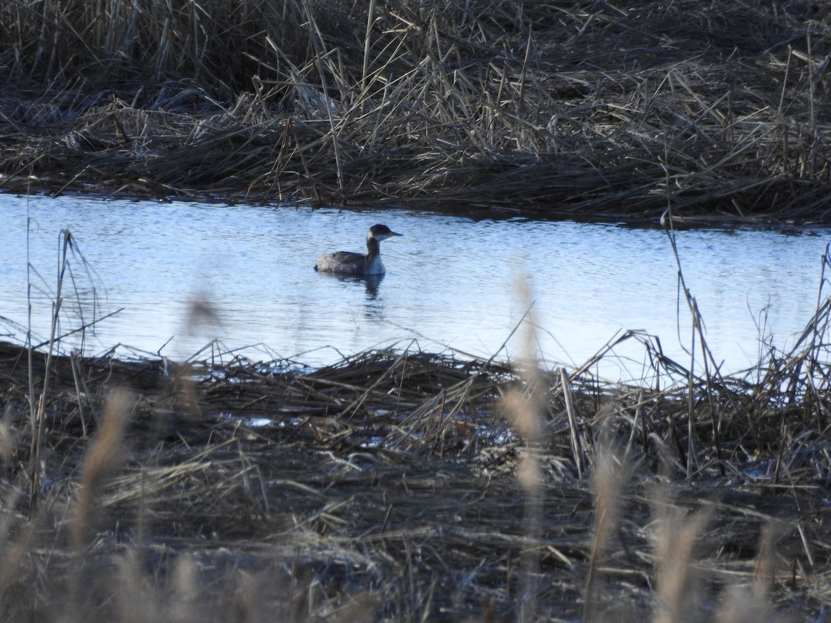 Red-necked Grebe - ML615789416