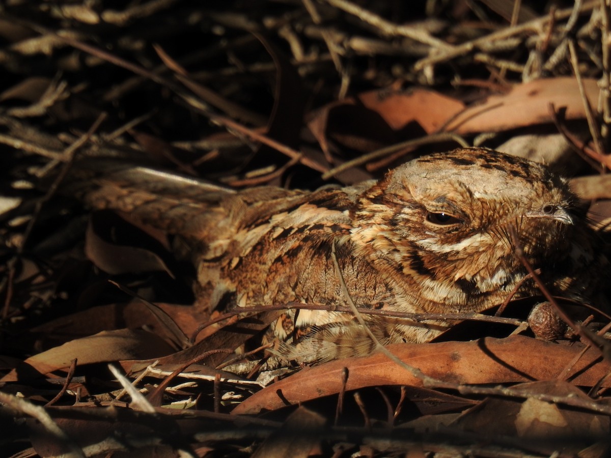 Red-necked Nightjar - Samuel Odrzykoski