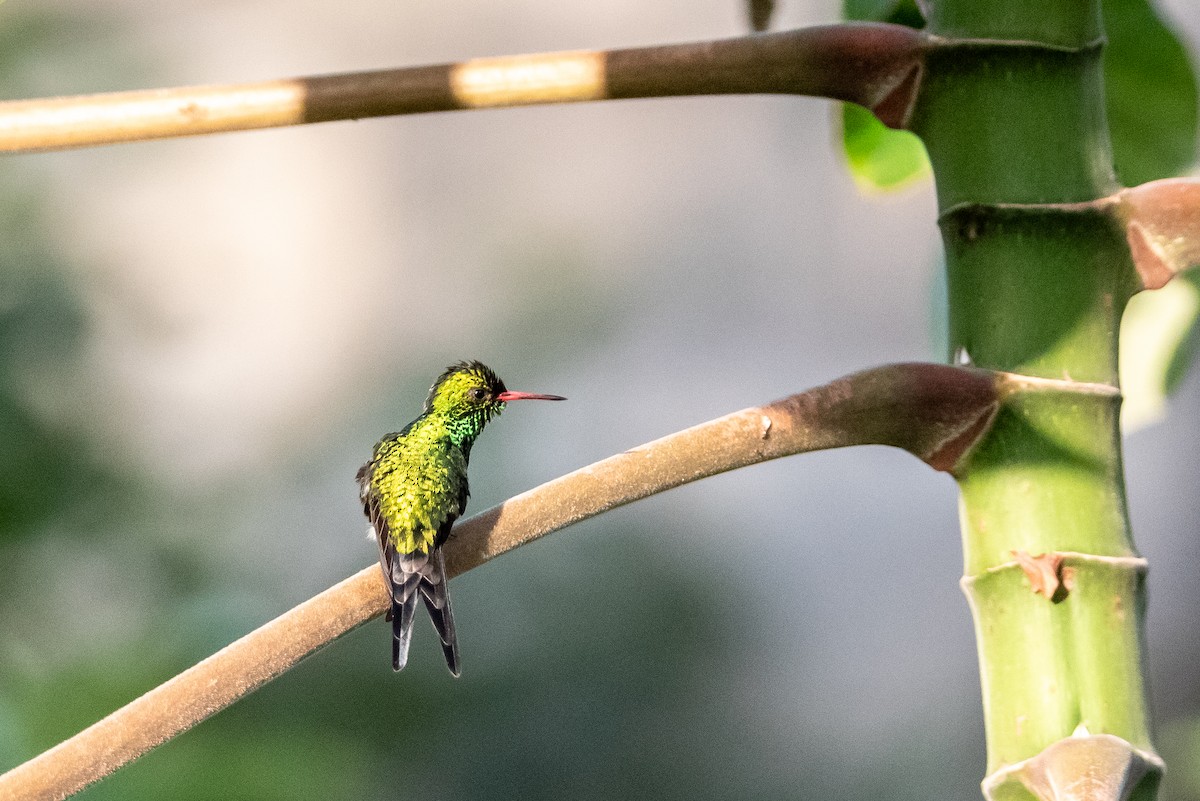 Cozumel Emerald - ML615789519