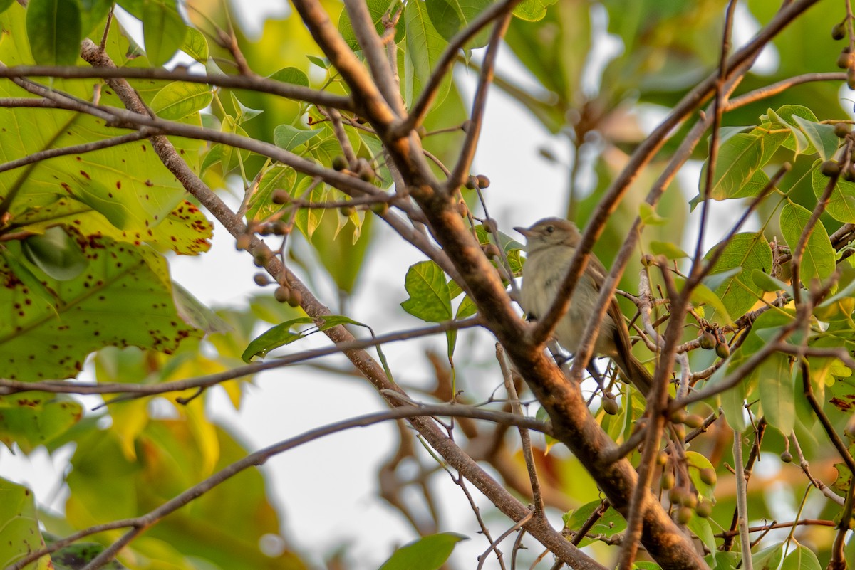 Caribbean Elaenia - ML615789601