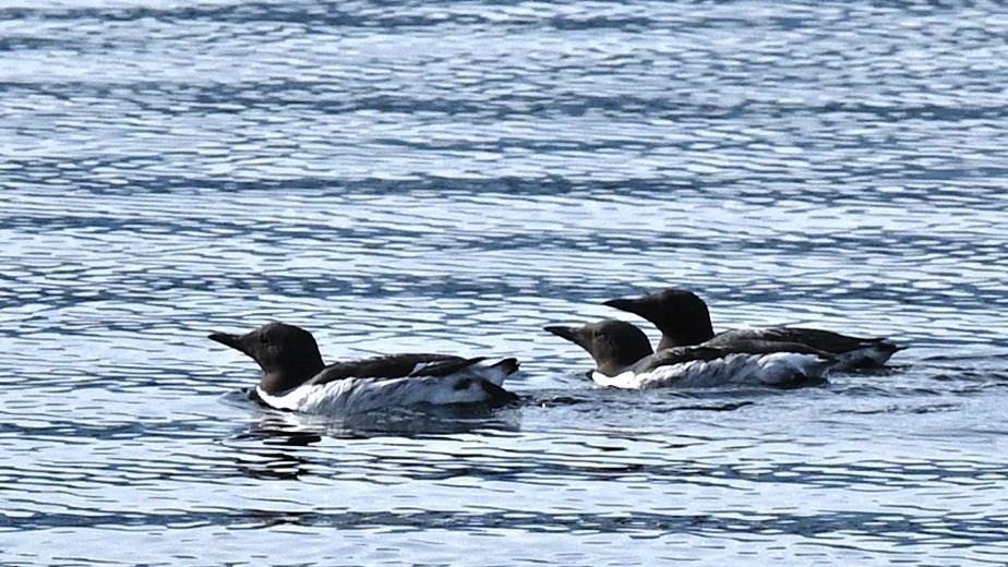 Common Murre - ML615789606