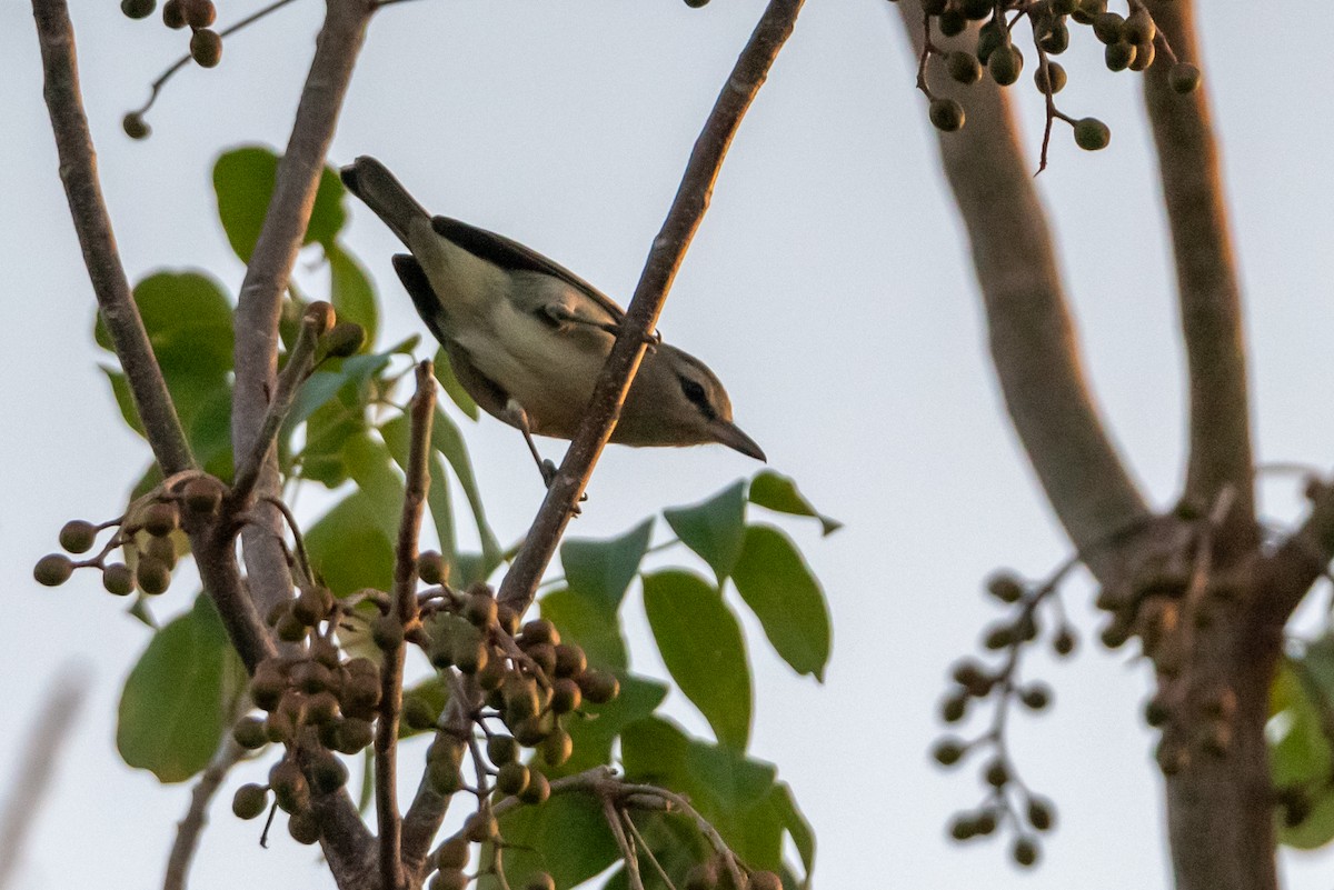Yucatan Vireo - ML615789623