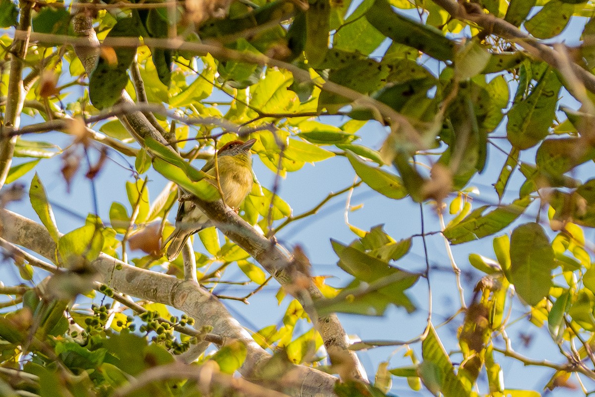 Rufous-browed Peppershrike (Cozumel I.) - ML615789673