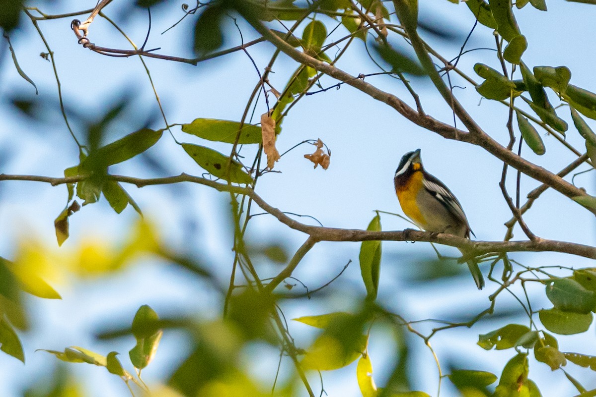Western Spindalis (Cozumel I.) - ML615789690