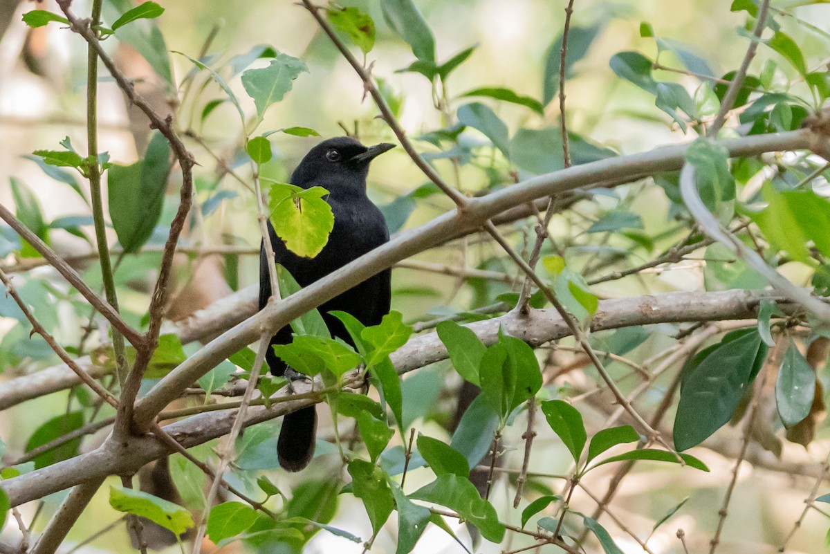 Black Catbird - ML615789697