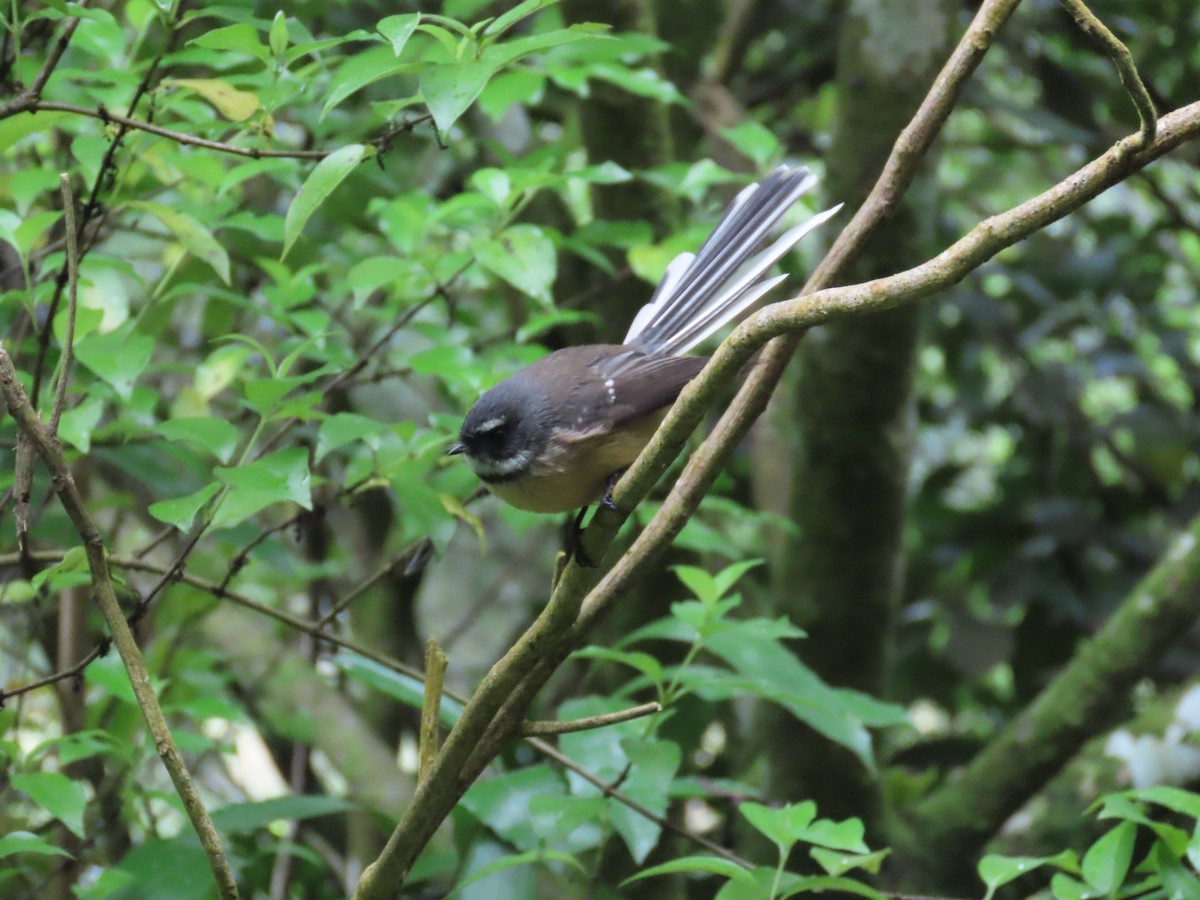 New Zealand Fantail - Russell Woodford