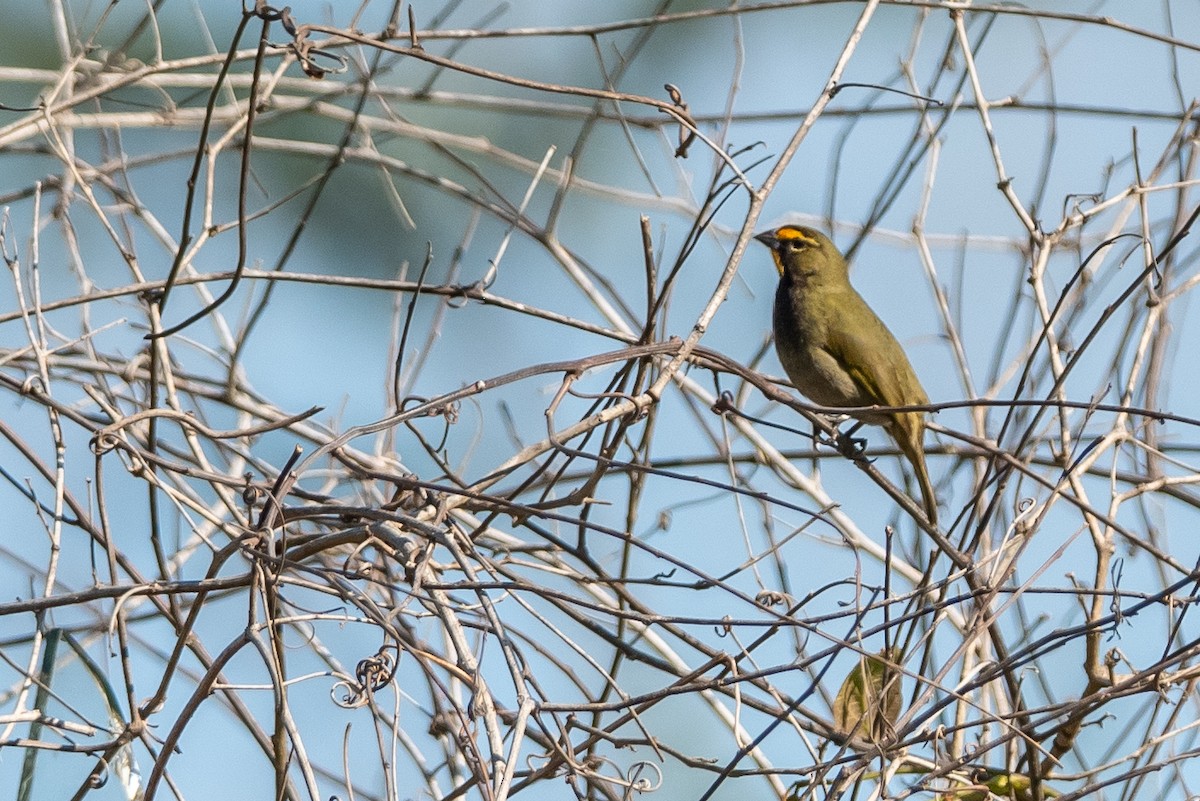 Yellow-faced Grassquit - ML615789710