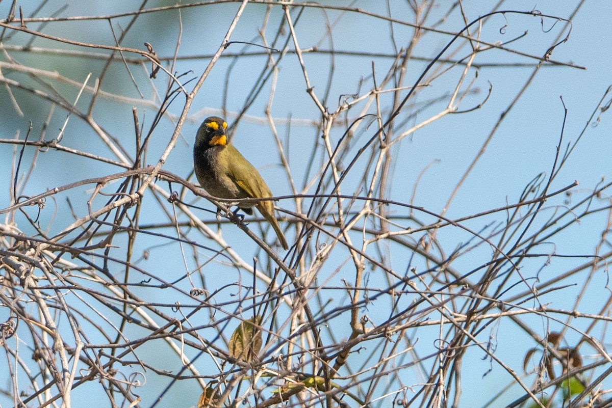 Yellow-faced Grassquit - ML615789711