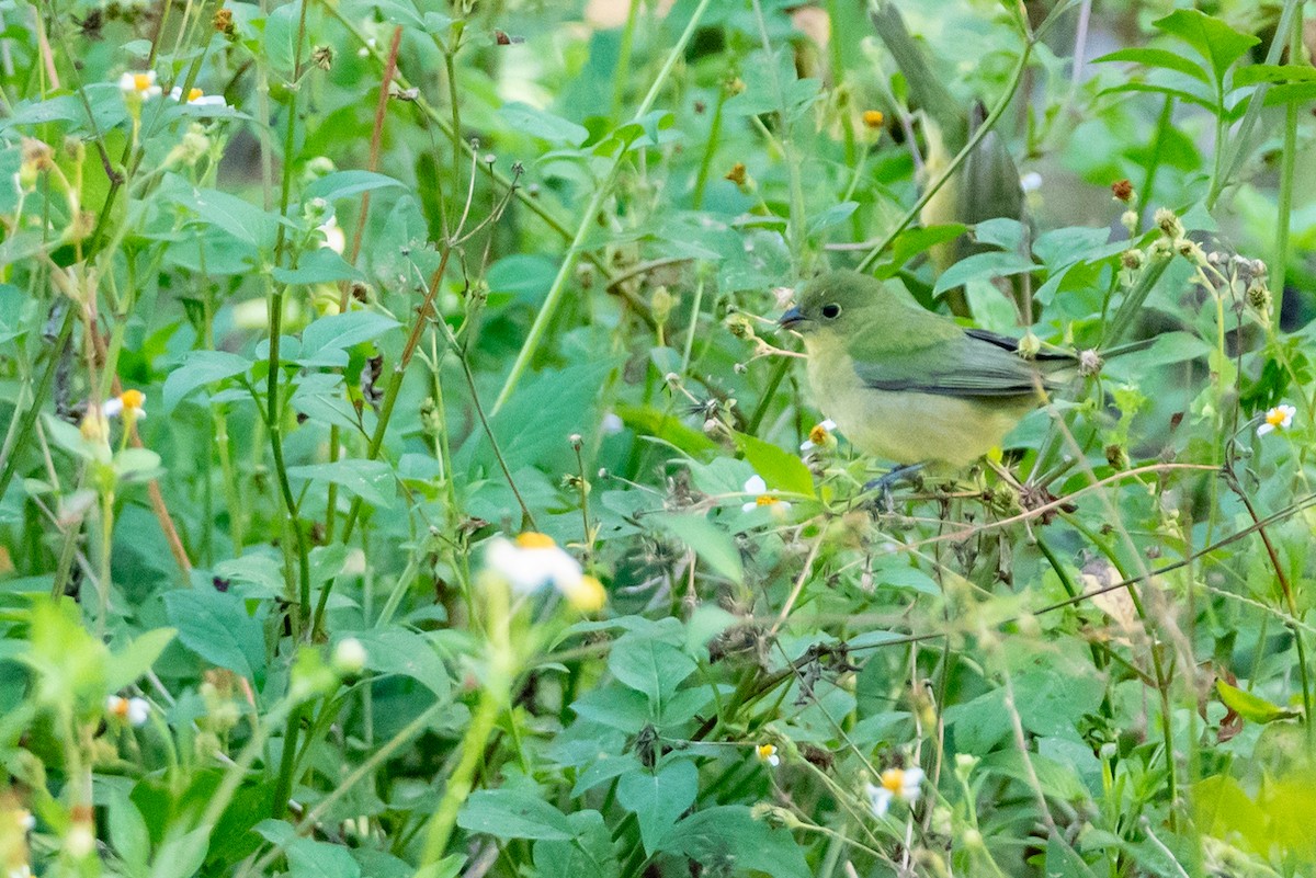 Painted Bunting - ML615789721