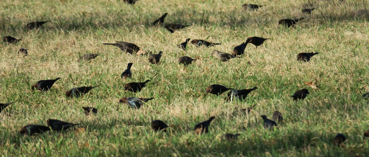 Brown-headed Cowbird - Kevin Gallagher