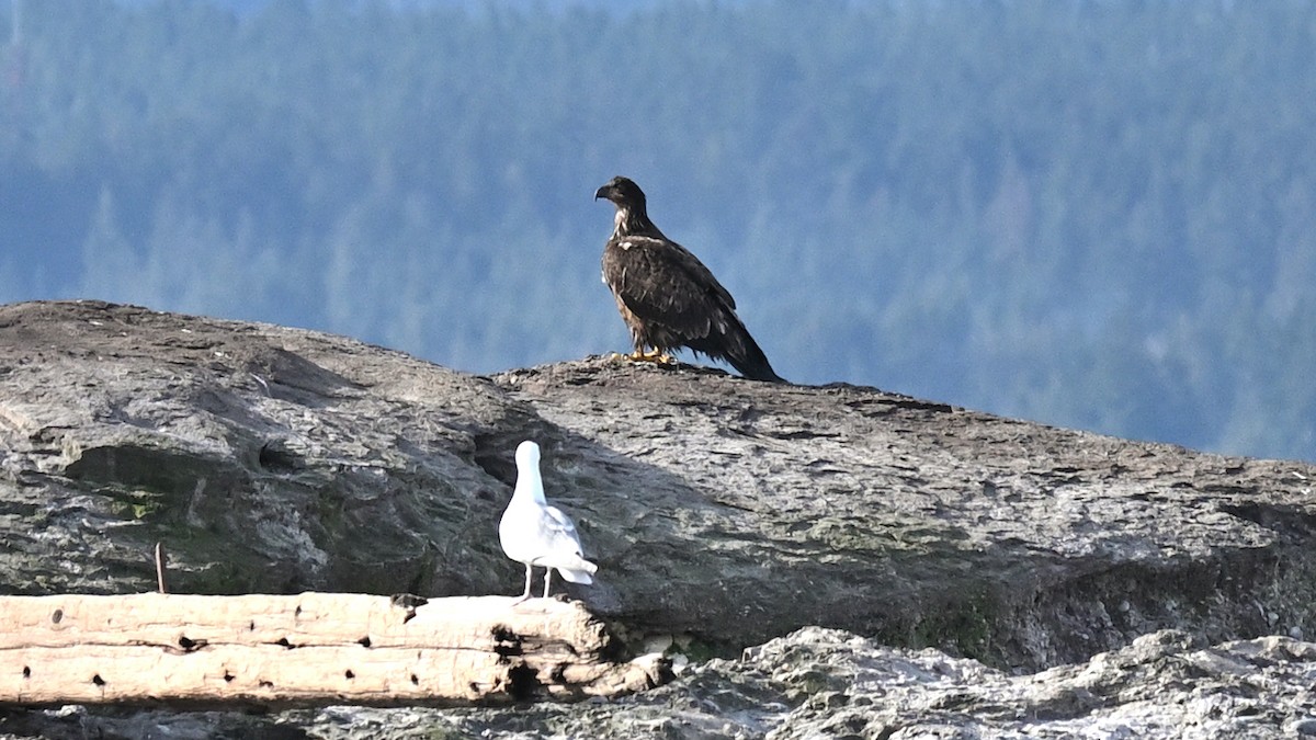 Bald Eagle - ML615789781