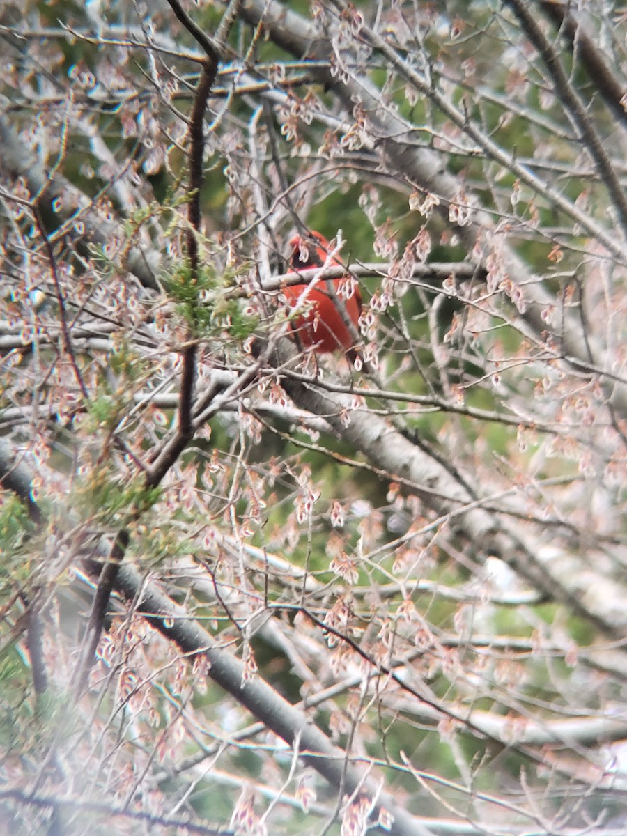 Cardinal rouge - ML615789813