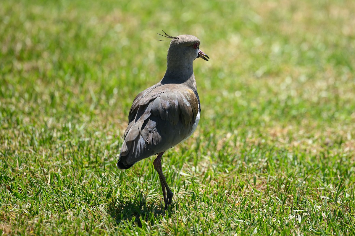 Southern Lapwing - ML615789831