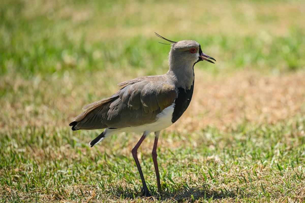 Southern Lapwing - ML615789832