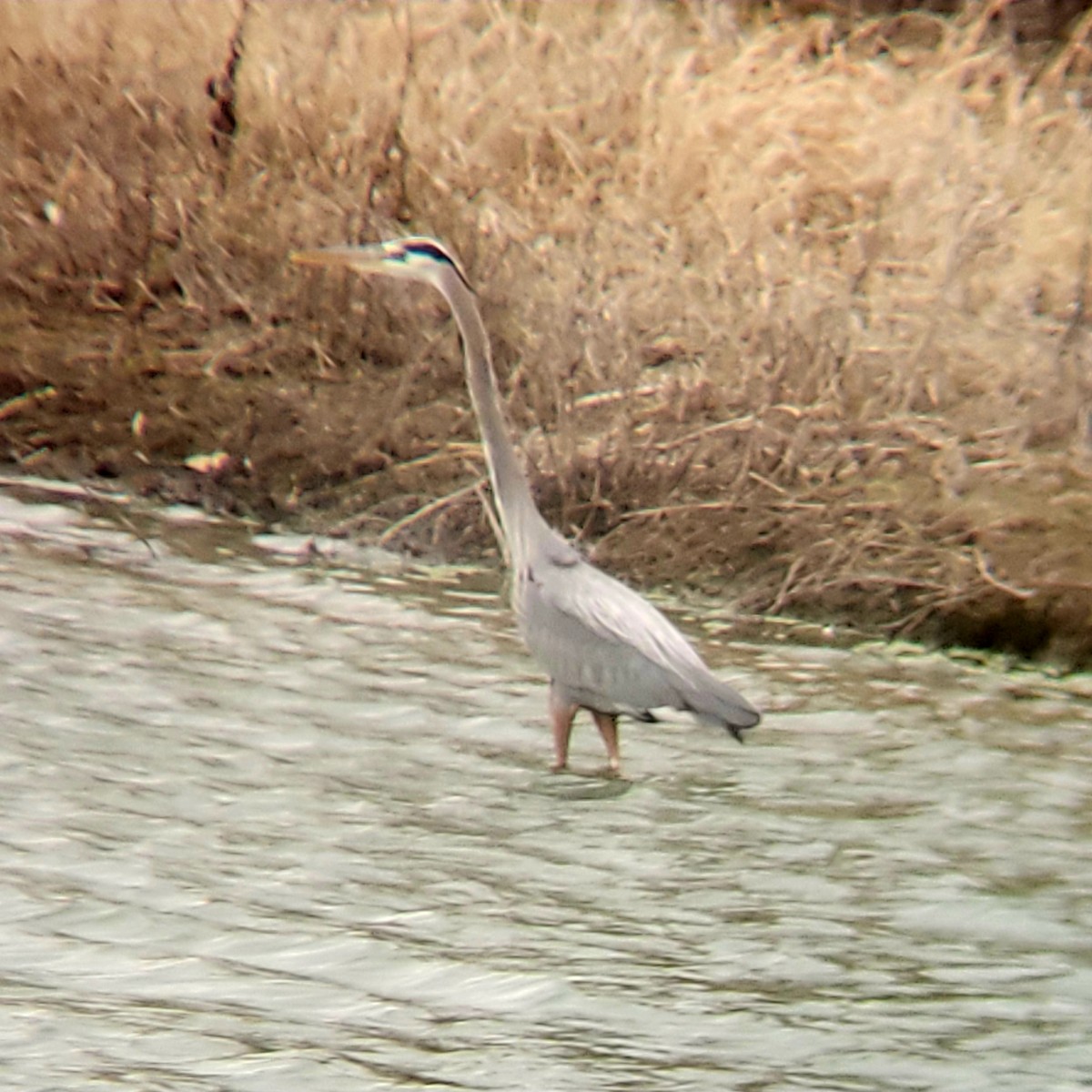 Great Blue Heron - ML615789881