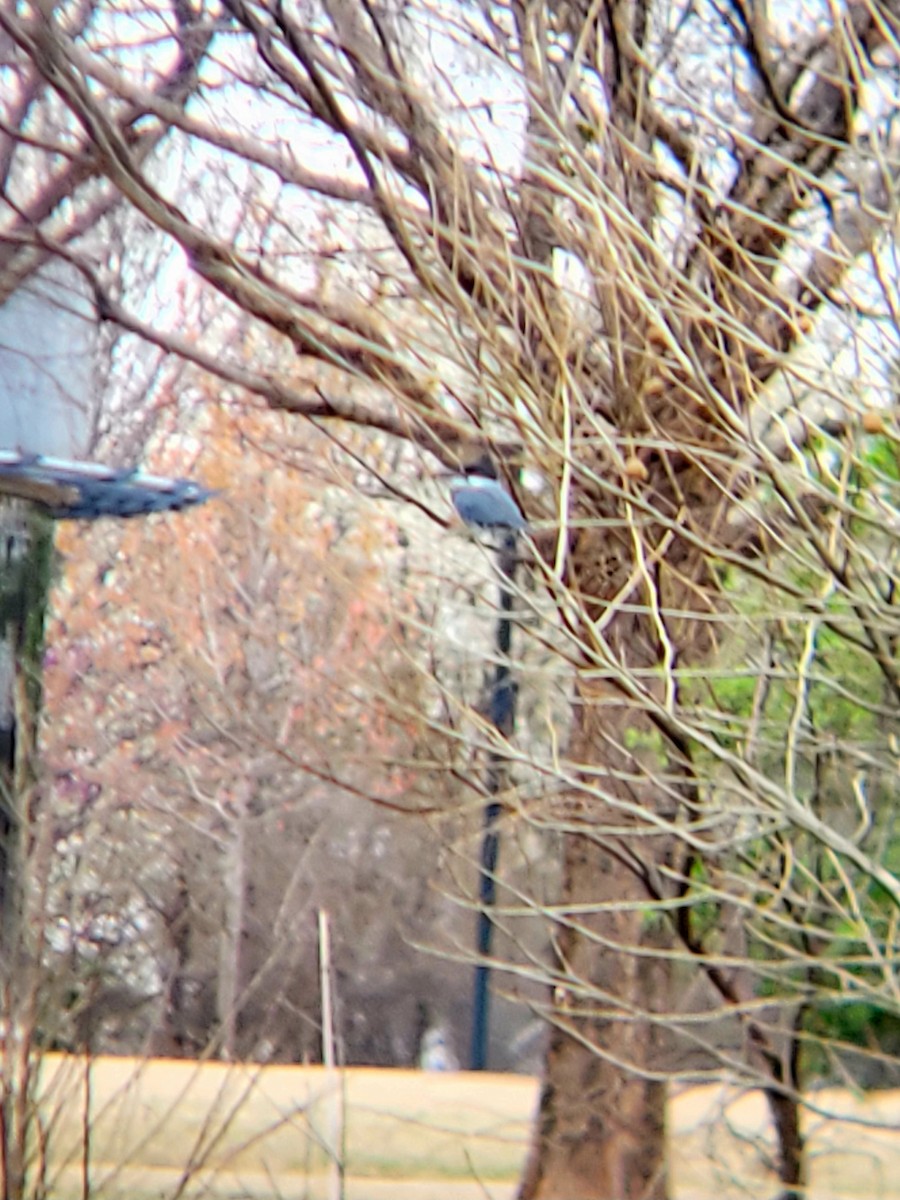 Belted Kingfisher - ML615789885