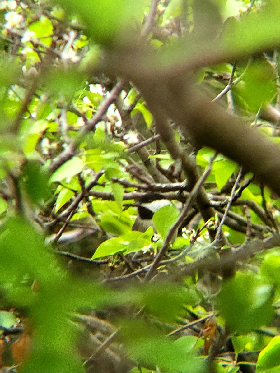 Carolina Chickadee - ML615789892